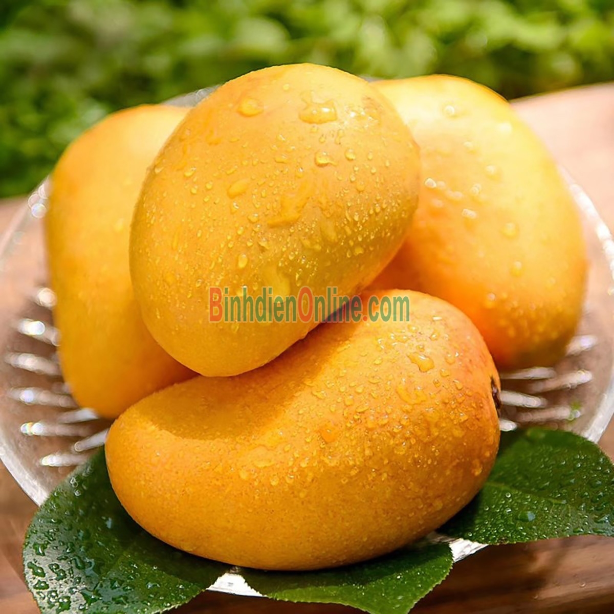 Xoài Cát Chu chín, 100% tươi ngon
